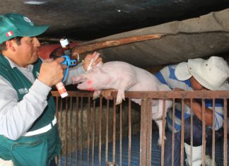 Arequipa: Senasa intensifica campaña de vacunación contra Peste Porcina Clásica