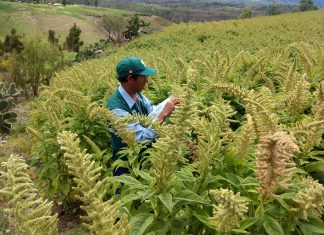 Ayacucho: Senasa desarrolla vigilancia fitosanitaria en cultivo de Kiwicha