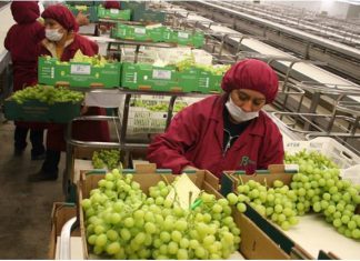 ComexPerú: Exportaciones no tradicionales empiezan a levantar vuelo