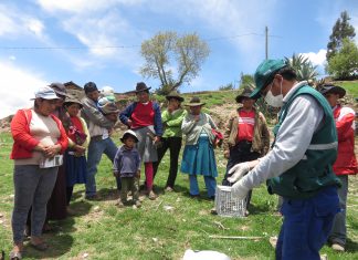 Cusco: Senasa refuerza acciones de control de plaga de roedores