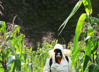 Senasa fomenta el manejo integrado de plaga Macrodactylus mexicanus