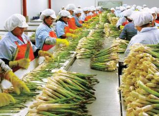 Empleo formal en el sector agrícola se duplicó entre los años 2005 y 2015