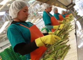 Gremios de espárrago y mango desmienten alta caída de exportaciones