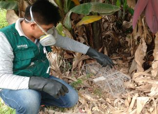 Senasa coordina con agricultores labores para combatir plaga de roedores en Ica