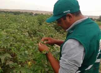 Senasa intensifica vigilancia fitosanitaria en zonas agrícolas de Ica