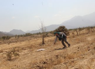 Senasa alerta ante posible aparición de plaga de Langosta Migratoria en Lambayeque