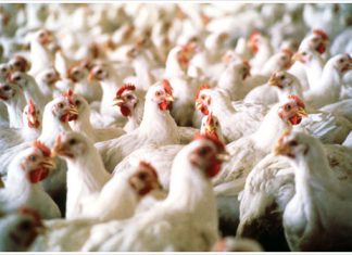 Gobierno trabaja en elevar rendimiento de producción de arroz en el país