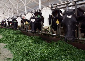 Minagri impulsa condiciones para evitar colapso de producción lechera en zonas devastadas