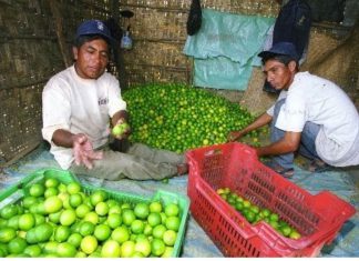 Minagri: Más de 300 toneladas de limón piurano ingresaron a Mercado Santa Anita