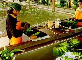 Senasa alerta ante posible presencia de plagas del arroz por lluvias