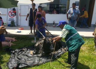 Senasa resguarda sanidad pecuaria en todo el país