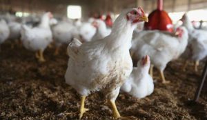 Senasa suspende importación de aves vivas procedentes de España