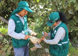 Arequipa: Senasa prevé vacunar más de 168 mil aves contra Newcastle
