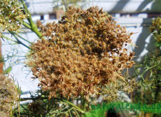 Establecen requisitos fitosanitarios para importación de semillas de zanahoria provenientes de Japón