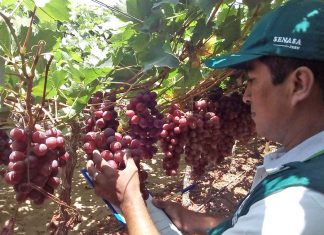 Perú abrirá 12 nuevos mercados de Asia y Oceanía para agroexportación nacional