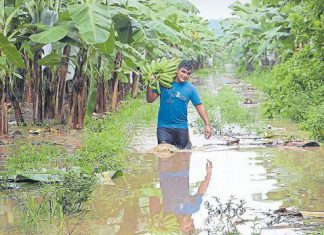 Tumbes: más de 5 mil hectáreas de plátanos y limones dañados por lluvias