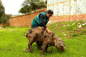 Senasa vacunará más de 35 mil cerdos en Huancavelica hasta junio