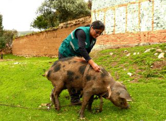 Senasa vacunará más de 35 mil cerdos en Huancavelica hasta junio