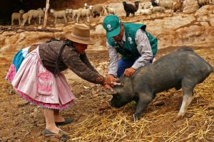 Senasa vacunará más de 35 mil cerdos en Huancavelica hasta junio