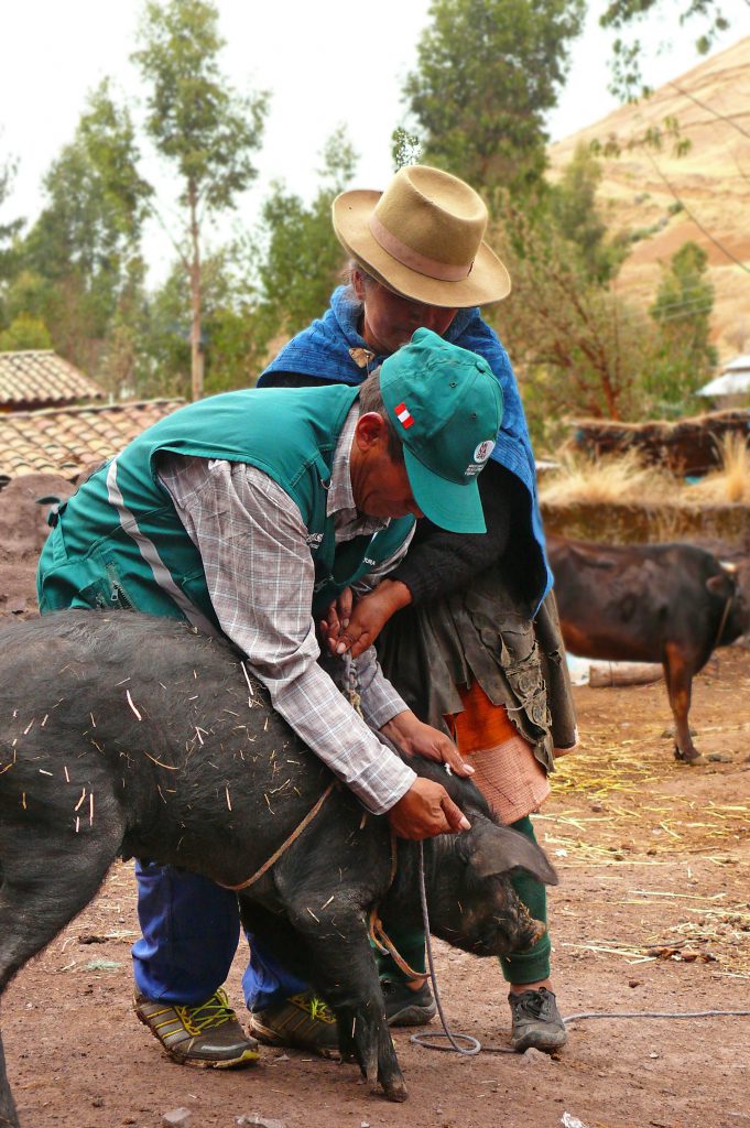 Senasa vacunará más de 35 mil cerdos en Huancavelica hasta junio