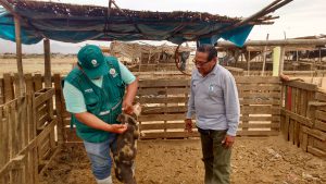Senasa promueve buenas prácticas ganaderas en zonas afectadas de Ica