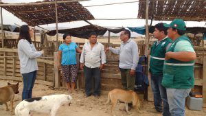 Senasa promueve buenas prácticas ganaderas en zonas afectadas de Ica