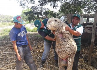 La Libertad: Senasa atiende a 300 animales en campaña de prevención en Laredo