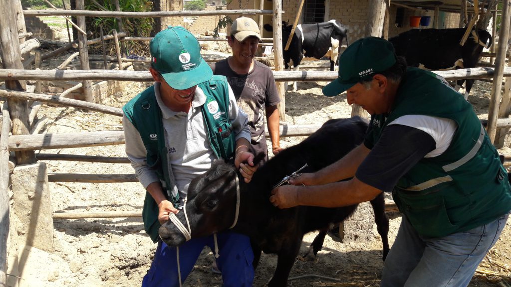 Senasa atiende a 300 animales en campaña de prevención en Laredo