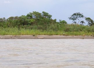 COEN: Ríos Amazonas y Napo aumentan de nivel y continúan en alerta roja