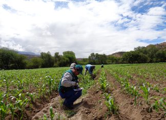Senasa refuerza vigilancia fito y zoosanitaria en Huancavelica
