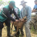Senasa inició en Piura campaña sanitaria gratuita para preservar salud animal y prevenir posibles brotes de Ántrax
