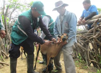 MINAGRI protege a las crianzas en zonas de alto riego en Chulucanas