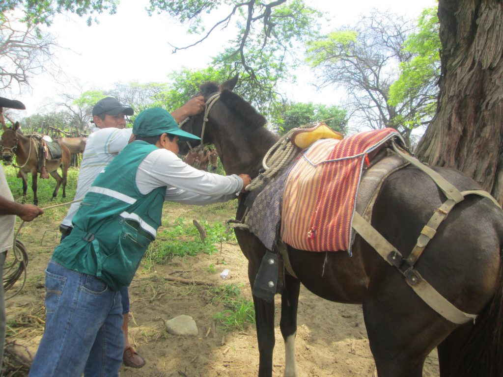 Senasa inició en Piura campaña sanitaria gratuita para preservar salud animal y prevenir posibles brotes de Ántrax