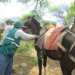 Senasa inició en Piura campaña sanitaria gratuita para preservar salud animal y prevenir posibles brotes de Ántrax