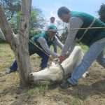 Senasa inició en Piura campaña sanitaria gratuita para preservar salud animal y prevenir posibles brotes de Ántrax