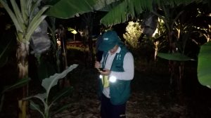 Senasa - Monitoreo nocturno para evaluar plaga del caracol gigante africano