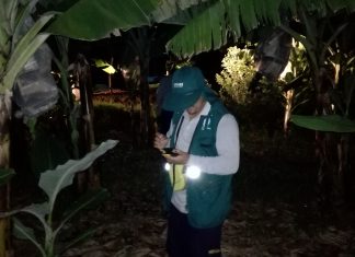 Piura: Monitoreo nocturno para evaluar plaga del caracol gigante africano