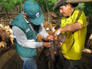 Senasa atiende a más de 2 500 animales en zonas de Tumbes afectadas por los fenómenos climáticos