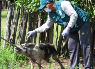 MINAGRI atiende a más de 2500 animales en zonas afectadas de Tumbes
