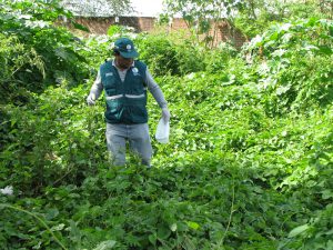 Senasa - Vigilancia de caracol africano en zonas afectadas por lluvias