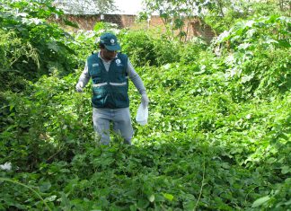 Tumbes: Vigilancia de caracol africano en zonas afectadas por lluvias