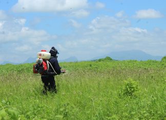 Lambayeque: Senasa ejecuta medidas preventivas para el control de langostas