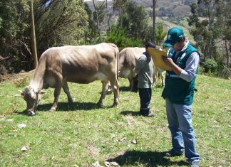Senasa refuerza medidas sanitarias contra la rabia en Amazonas