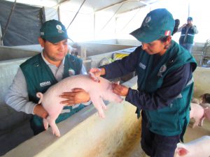 Senasa - Prevención contra peste porcina en zonas afectadas por lluvias y desbordes