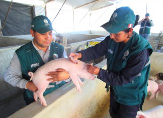 Senasa: Prevención contra peste porcina en zonas afectadas por lluvias