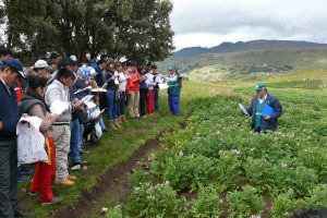 Senasa - Equipos técnicos de 23 municipios aprenden a identificar plagas y enfermedades de la papa
