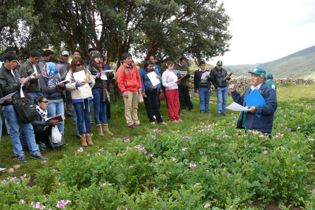 Senasa - Equipos técnicos de 23 municipios aprenden a identificar plagas y enfermedades de la papa