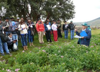 Equipos técnicos de 23 municipios aprenden a identificar plagas y enfermedades de la papa