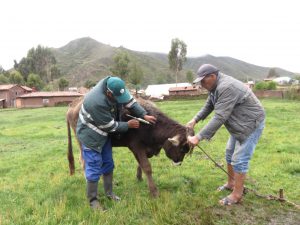 Senasa resguarda sanidad animal con vacunación de 8984 bovinos en el Cusco