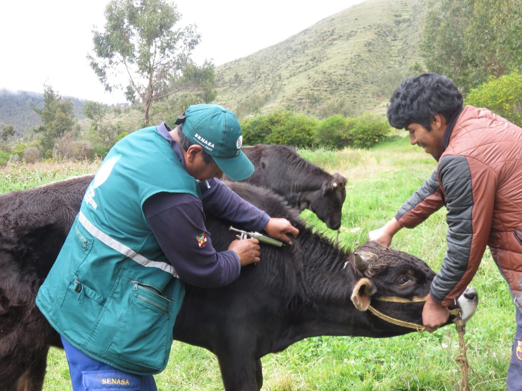 Senasa resguarda sanidad animal con vacunación de 8984 bovinos en el Cusco